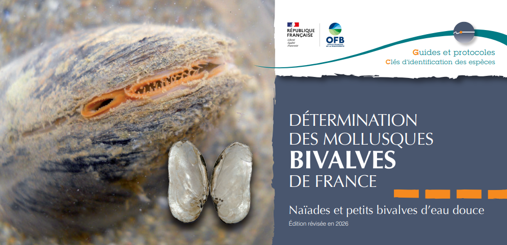 Détermination des mollusques bivalves de France – Naïades et petits bivalves d&rsquo;eau douce (édition révisée en 2026)