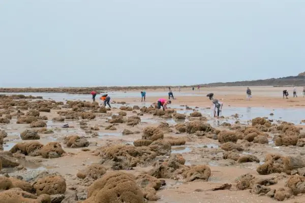 Préserver la biodiversité marine et littorale en Normandie : les bons gestes à adopter cet été