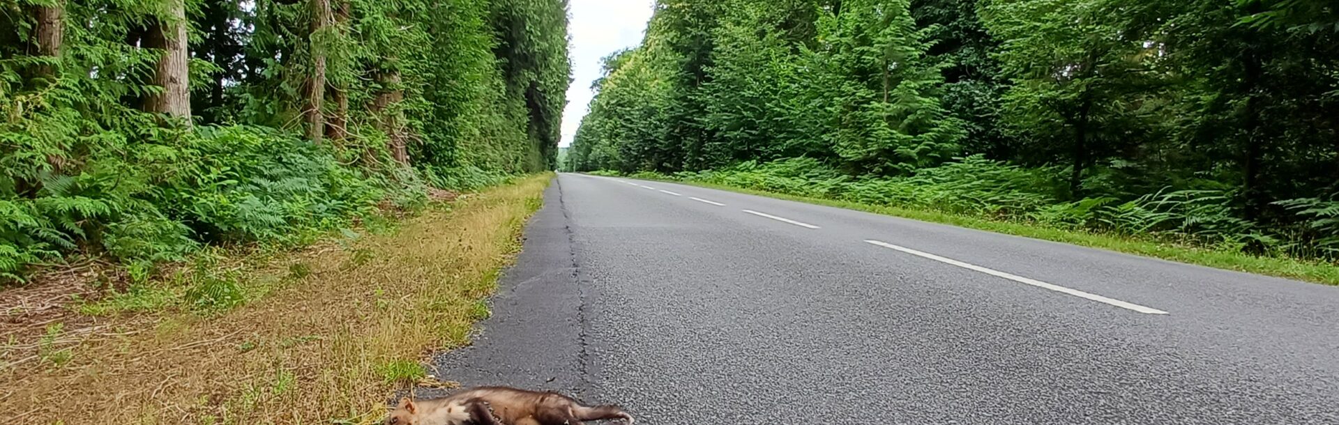 Faune Route Normandie