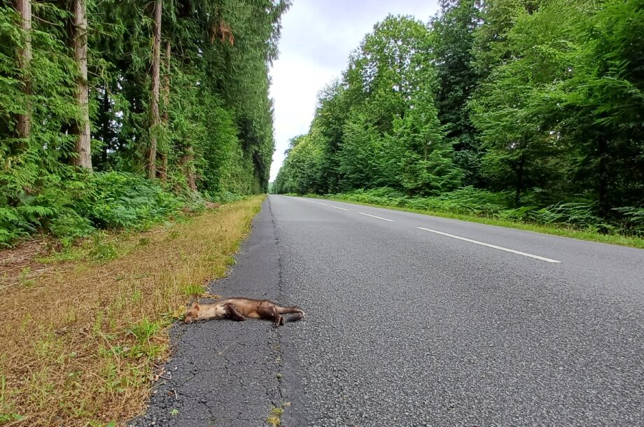 Faune Route Normandie