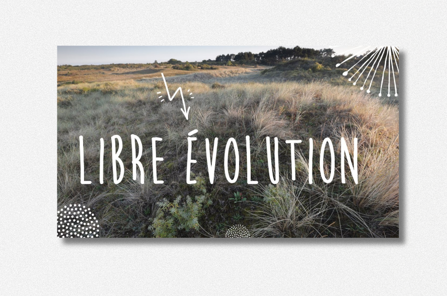 [Atelier] 3ème atelier de co-construction de la Stratégie régionale pour les espaces en libre évolution – thématique forêts