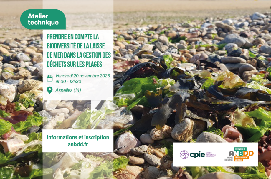 [Atelier technique] Prendre en compte la biodiversité de la laisse de mer dans la gestion des déchets sur les plages